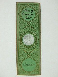 Antique microscope slide. "Hair of Vampire Bat from India".