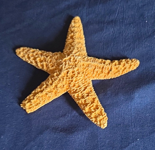 Dried Natural Starfish Sea Star Shell Specimen Brown/Tan 5-Arm