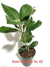 Ficus Audrey Live Plant Bush Form Benghalensisis Bengal Fig 24-27"Tall 2 gal Pot
