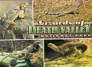 LIZARDS  of DEATH VALLEY National Park - Postcard - unposted