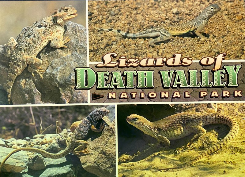 LIZARDS  of DEATH VALLEY National Park - Postcard - unposted