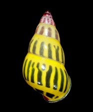 LAND SNAIL, SHELL - Amphidromus jomi - 30.1MM , GOOD QUALITY.