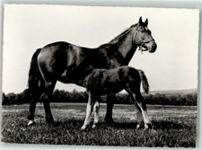 39684050 - Freiberger Pferde Mit Fohlen Franches-Montagnes