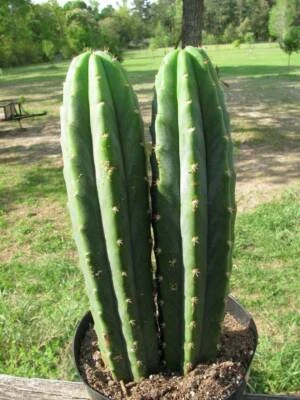 San Pedro Cactus In Pots Plants Gumtree Australia Inner Sydney The Rocks 1253587511