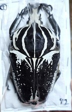 標本 Ivor Cost Goliathus cacicus 83mm Ivor Cost Goliathus cacicus