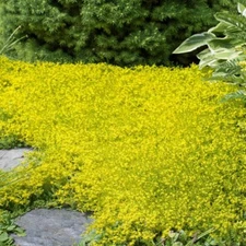 Yellow Acre Sedum Seeds for Planting (200 Seeds) Stunning Yellow Groundcover -