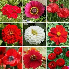 Wildflower Mix BIG RED Heirloom Flowers Hummingbirds Bees USA Non-GMO 1000 Seeds