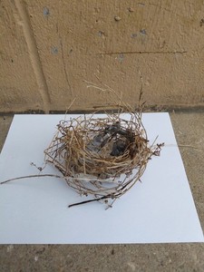 Bird Nest Texas Folk Art Food Trash Craft