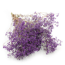 Stabilisiertes Schleierkraut - Pastellviolett