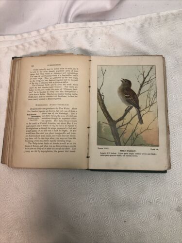 VINTAGE 1902 Bird-Life A Guide to Study of Our Common Birds Frank Chapman - Picture 20 of 23