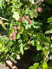 Sweet Poorman Gooseberry  Starter Plant - Zone 3-8, Fruit