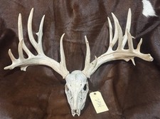 Huge 202 Whitetail Deer Antlers Full Skull European Taxidermy Mount Decor 2914