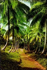 IMN05009 caribbean landscape cocotiers alley regal coconut trees flora