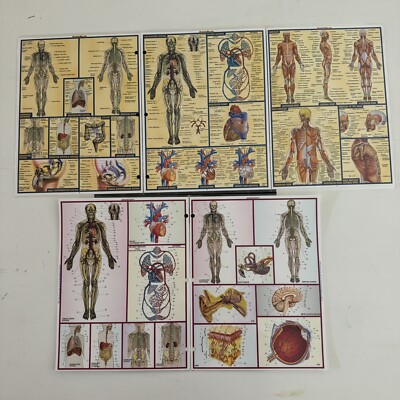 QuickStudy Charts: Anatomy Study Guides All-In-One Reference Vincent Perez 1994