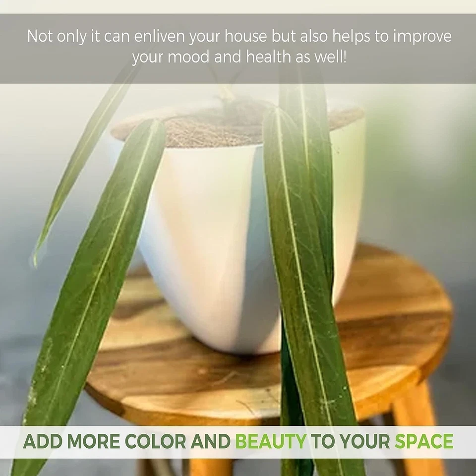 Anthurium Pallidiflorum,Syngonium Rosado Pink Schott, Philodendron SP Colombia - Image 4 of 4