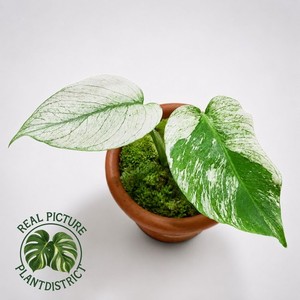 Monstera Devil Monster | eBay