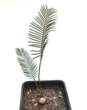 Encephalartos ghellinckii TWO LEAVES -  - Cicade del Drakensberg | Cicade di Ghe