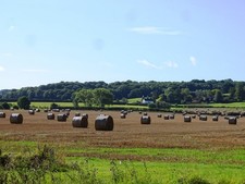 Photo 6x4 Field of Hay Bales Marden Thorn  c2017
