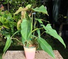 Philodendron mexicanum Plant in 5" Pot 16" Tall 28" Wide — photo 2