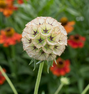starflower scabiosa