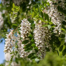 5 Black Locust Tree Seedling Bare Roots and No Leaves for Planting 1-2 ft Tall