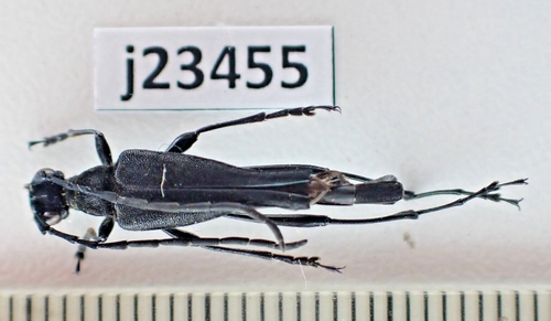 j23455. Insects, Cerambycidae sp. Vietnam, Lai Chau | eBay