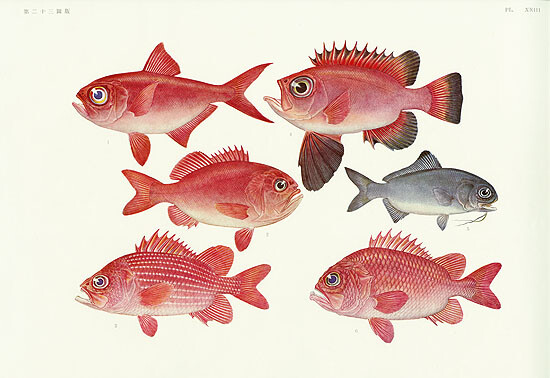 1931 Japanese Exotic Sea Life Squirrelfish Silver Roughy Silvereye