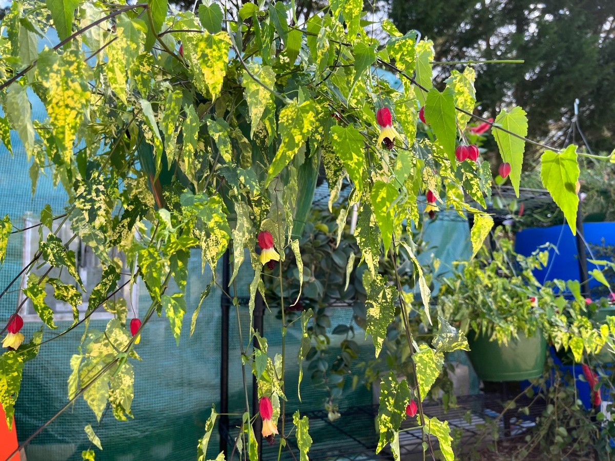 Variegated Chinese Lantern Abutilon /Rare Flowering Maple Live Plant | eBay
