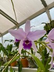 Lc. Wrigleyi 'Richard' Am/Aos, division