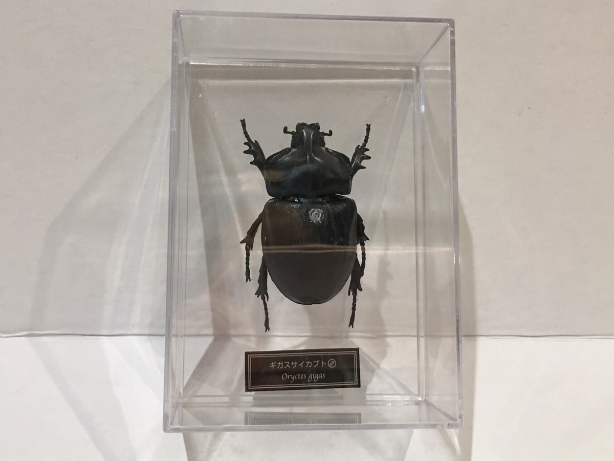 Deagostini 1:1 Oryctes Gigas Male Rhinoceros Horned Beetle Insect