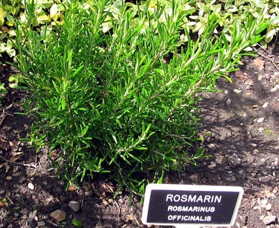 200 Samen Rosmarin Rosmarinus officinalis