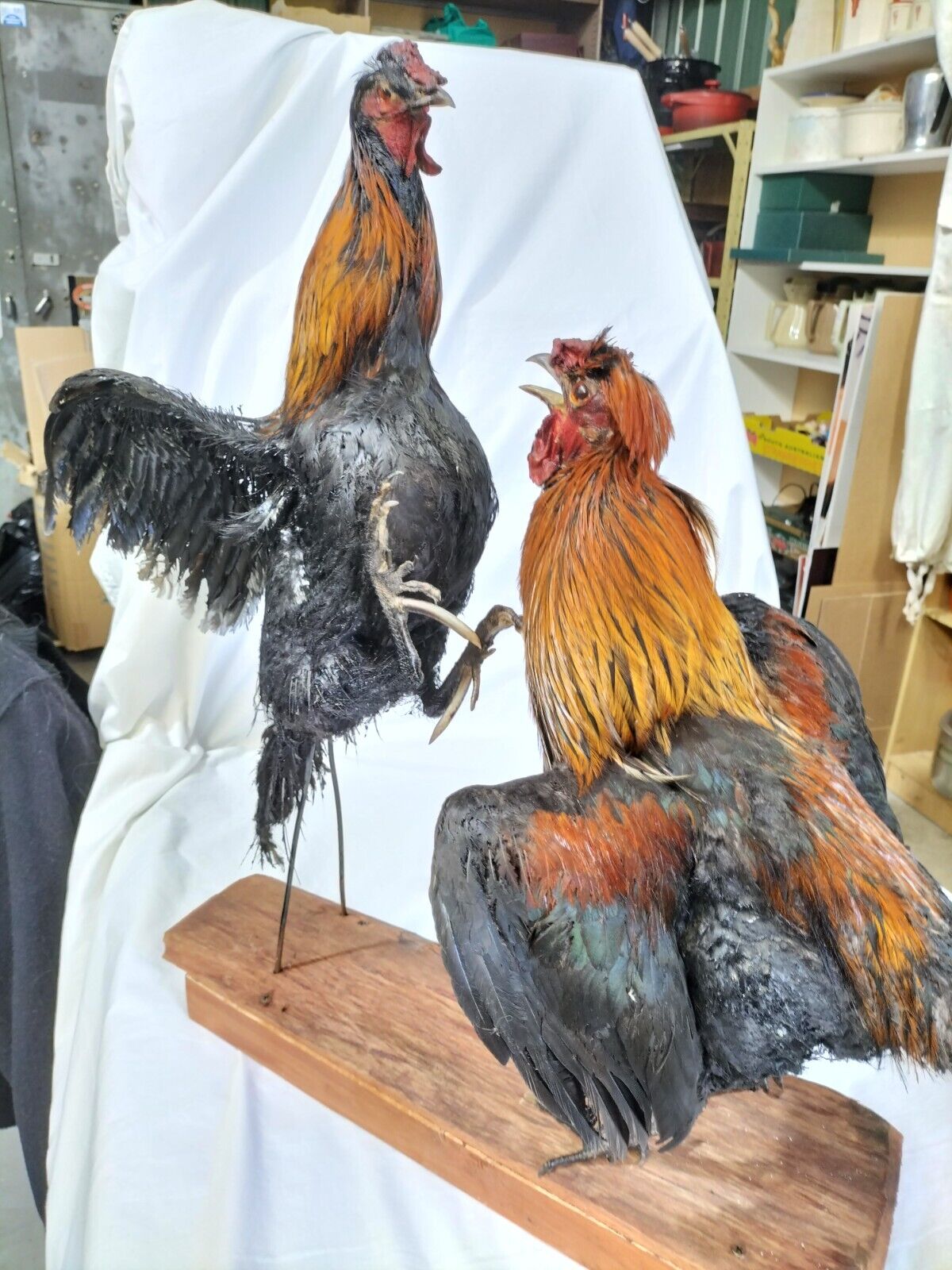 Picture 5 of 12