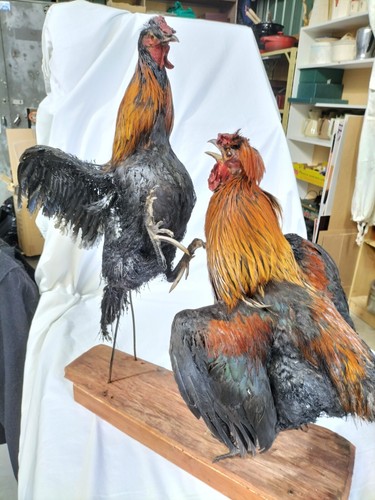 Taxidermy Vintage 2 Rustic Taxidermy Fighting Cock Rooster Taxidermy Display -AF - Picture 5 of 12