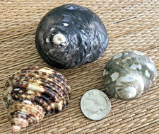3 MEDIUM TO MED. LARGE TURBO SEA SHELLS FOR YOUR GROWING HERMIT CRAB