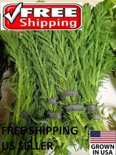 6 Bunches Parrot Feather plants Easy Aquarium aquascaping planted tank  beginner