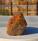 Arizona Rainbow Petrified Wood, 1.32 Lbs, Jasperized Polished Limbcast! Display! — photo 3