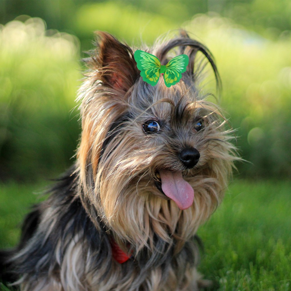 20 Accessori per Cani per Cuccioli foto 2