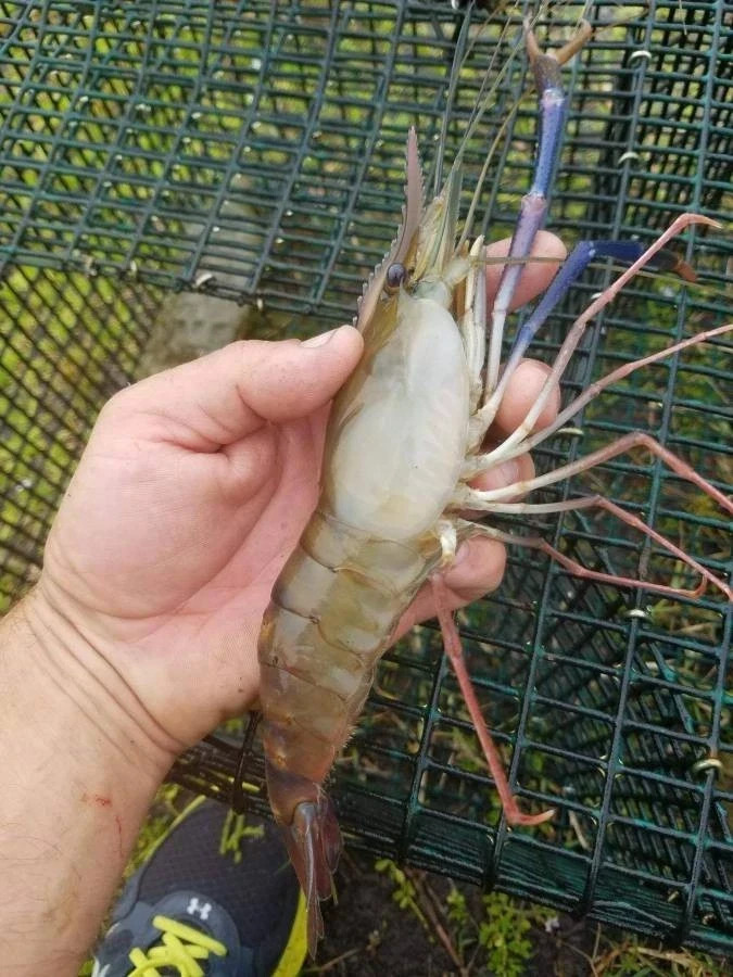 LIVE Freshwater Prawns - Up to 1" x25