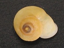 Rarely Seen...ALYCAEUS ROEBELENI 8.1mm Thailand LAND SNAIL