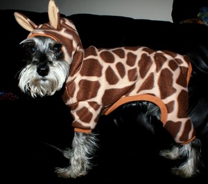 dog dressed as giraffe