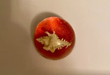 Vintage Lucite Paperweight with Seashell