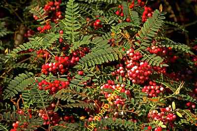 Foto 6x4 Eine Fülle von Rowan Berries Edinample Ardvorlich Haus c2015