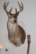 Big Whitetail Deer Head Shoulder Mount Taxidermy Cape Shed Antler Hunt Mule Rack