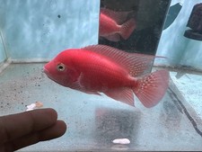 Super Red Monkey Male Flowerhorn Full Red Peeled - 4 Inches PNPV Srm3