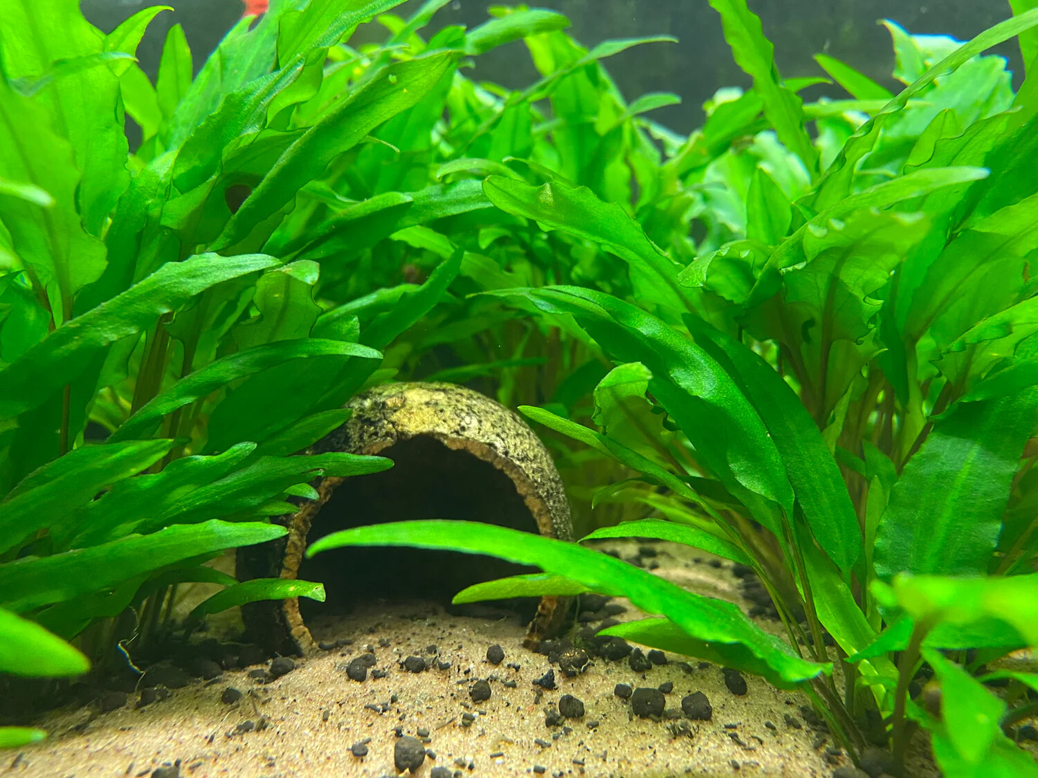 Cryptocoryne Wendtii Green Live Aquarium Plant eBay
