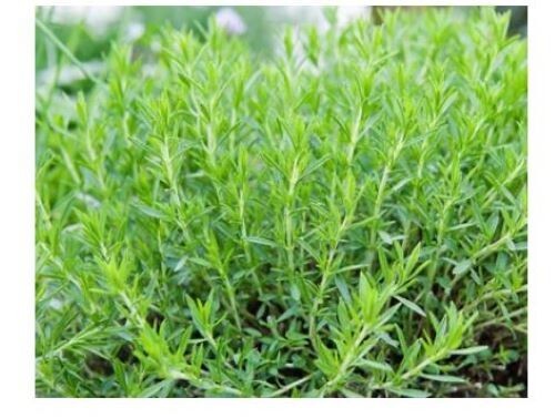 Yarrow Tea Cleansing Herb Organic Dried 100% Herbal Black Licorice flavor 6 0z