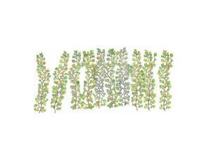 Gaugemaster GM1662 Virginia Creepers Pk12 OO Gauge