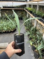 Sabal Louisiana 1/2 gallon!!!