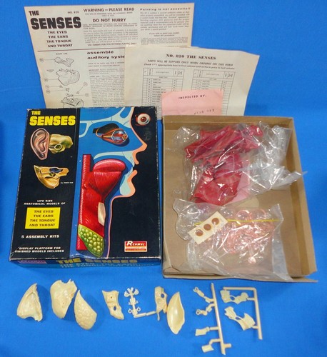  RENWAL THE SENSES PLASTIC ANATOMICAL MODEL KIT 820 EYES EARS TONGUE THROAT BOX  - Picture 1 of 3