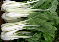 200+Pak Choi Seeds White Stem Chinese Cabbage Bok choy Four Season vegetable USA